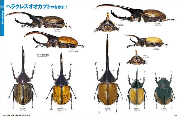 wق̐}NEOmVŁnJugVENK^V DVD