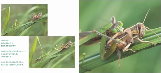 カマキリの生きかた