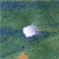 葉っぱの上には贅沢な刺繍