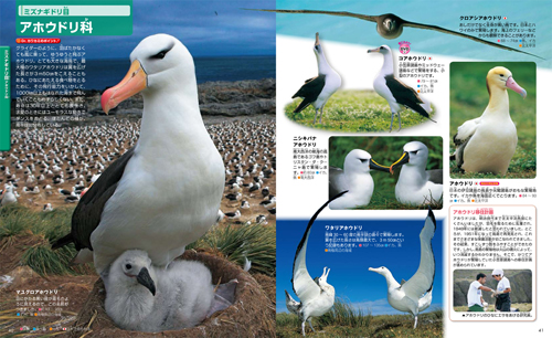 講談社の動く図鑑 MOVE 鳥