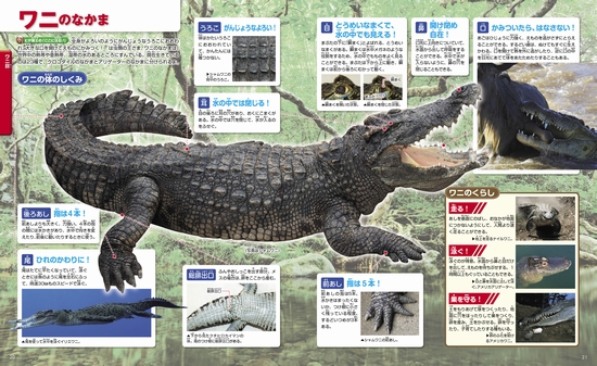 講談社の動く図鑑 MOVE は虫類・両生類