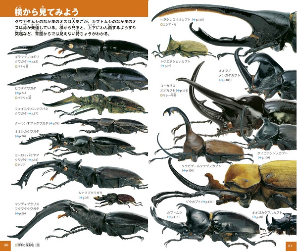 小学館の図鑑 NEO POCKET －ネオぽけっと－ カブトムシ
