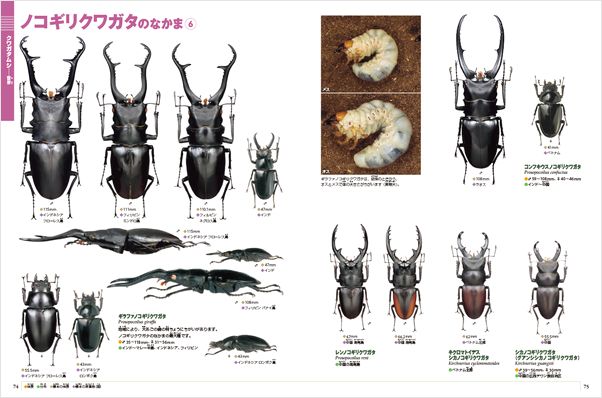 小学館の図鑑NEO［新版］カブトムシ・クワガタムシ DVDつき
