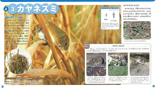 �N�C�Y�ł��������I �������̂����̂킷�����3����