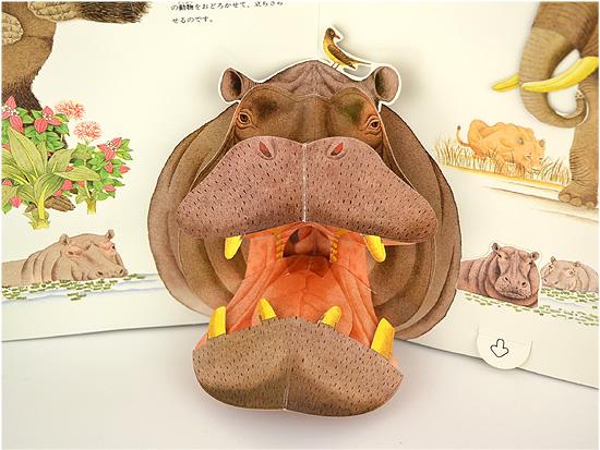 動物たちのゆかいなしぐさ | ナショナルジオグラフィック協会
