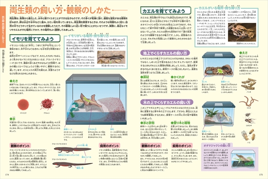 ポプラディア大図鑑WONDA 両生類・爬虫類 | 西川 完途,森 哲