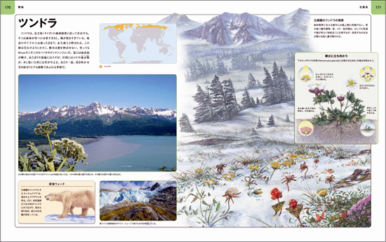 ビジュアル 地球大図鑑＋動物大図鑑 2冊セット | | 絵本ナビ