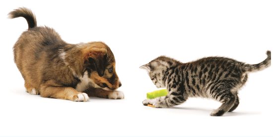 ������ �l�R�̖{