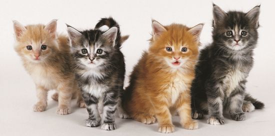 ������ �l�R�̖{