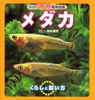 メダカ 絵本ナビ 岩松 鷹司 みんなの声 通販 メダカ 絵本ナビ 岩松 鷹司 みんなの声 通販