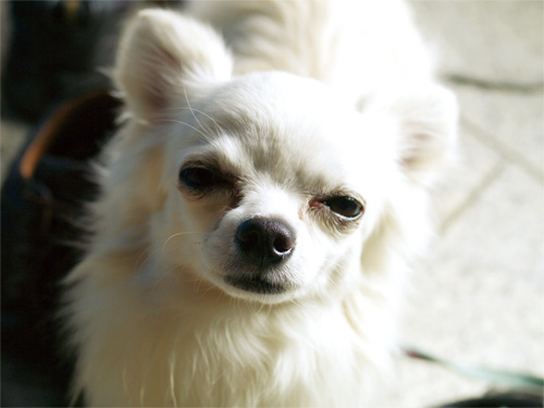 �i�f�W�^���j�`�����G�{�E�����̑�`��