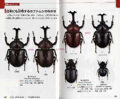 ポケット版学研の図鑑 カブトムシ クワガタムシ 数ページよめる 絵本ナビ 岡島 秀治 みんなの声 通販