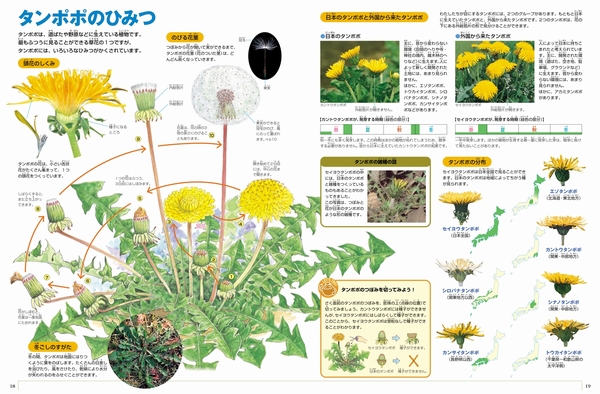 小学館の図鑑neo 植物 数ページよめる 絵本ナビ みんなの声 通販