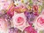 JTB̃J_[ flower 2024 Ǌ| 