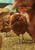The Egg Farm �ha day�h