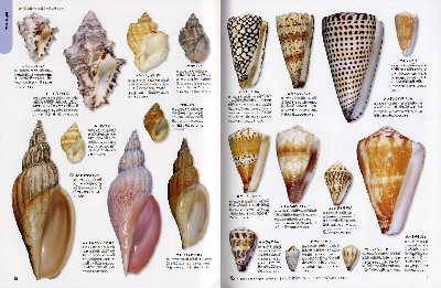 水の生物とその環境 全巻セット 水の一生図鑑: ぐるぐるめぐる水のサイクルを知って地球環境を