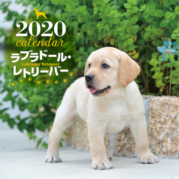 2020N 唻J_[ uh[Eg[o[