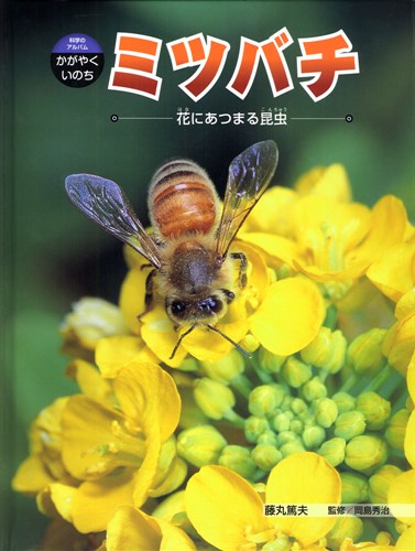 科学のアルバム かがやくいのち ミツバチ 花にあつまる昆虫 絵本ナビ 藤丸篤夫 藤丸篤夫 岡島 秀治 みんなの声 通販