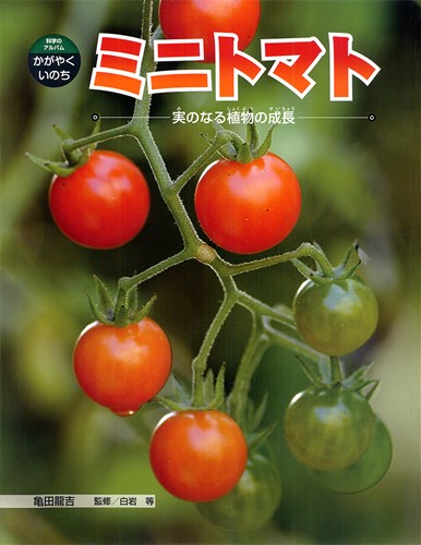 科学のアルバム かがやくいのち ミニトマト 実のなる植物の成長 絵本ナビ 亀田 龍吉 亀田 龍吉 白岩 等 みんなの声 通販