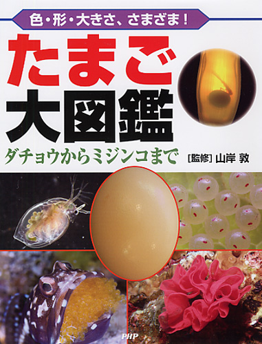 たまご大図鑑 | 山岸 敦 | 絵本ナビ：レビュー・通販