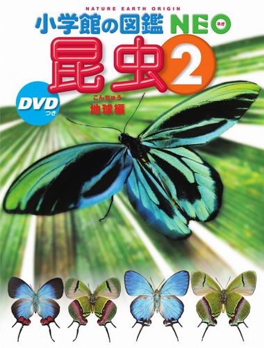 新版 小学館の図鑑NEO 昆虫2 DVDつき 地球編 | 小池啓一,小池啓一 