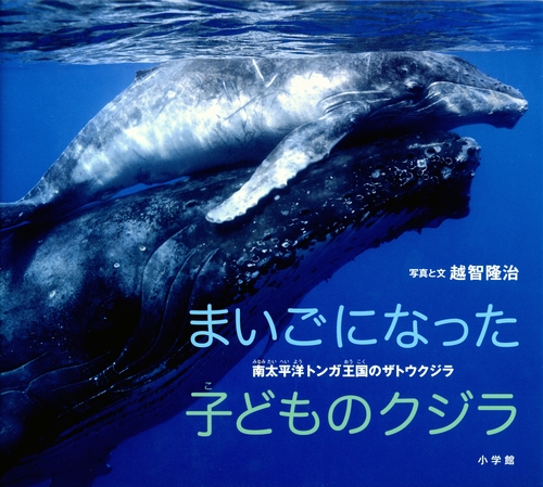 まいごになった子どものクジラ 数ページよめる 絵本ナビ 越智 隆治 越智 隆治 みんなの声 通販