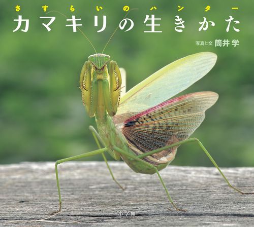 カマキリの生きかた 数ページよめる 絵本ナビ 筒井 学 筒井 学 みんなの声 通販