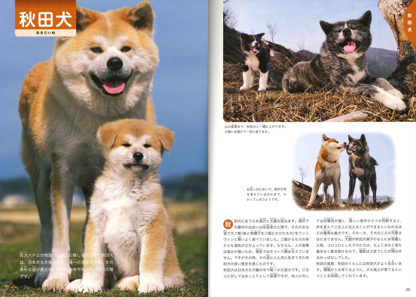 岩合光昭の日本犬図鑑 数ページ読める 絵本ナビ 岩合 光昭 みんなの声 通販